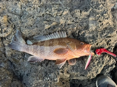 オオモンハタの釣果