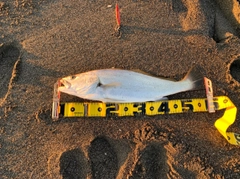 オオニベの釣果