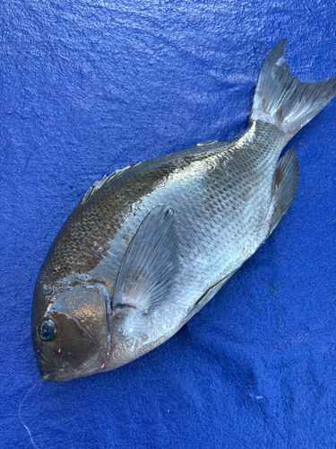 クチブトグレの釣果