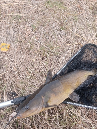 アメリカナマズの釣果