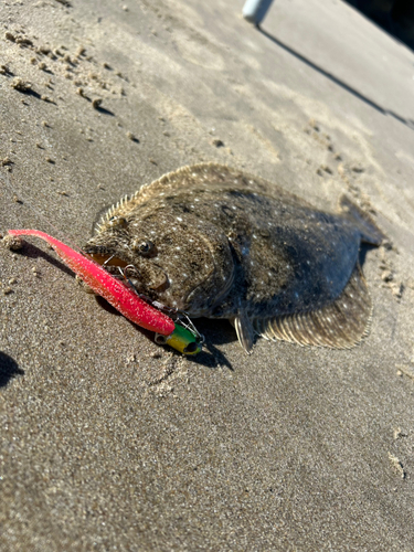 ヒラメの釣果