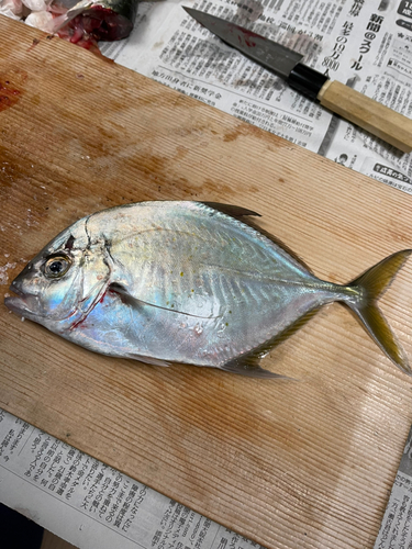 マルヒラアジの釣果