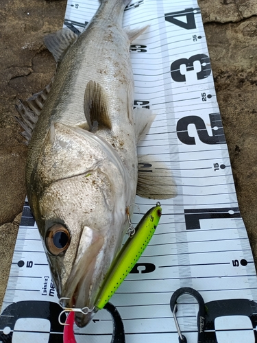 シーバスの釣果