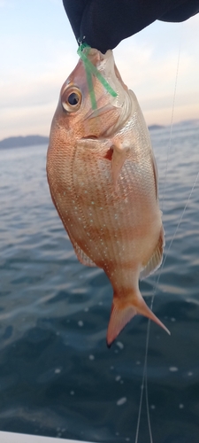 マダイの釣果