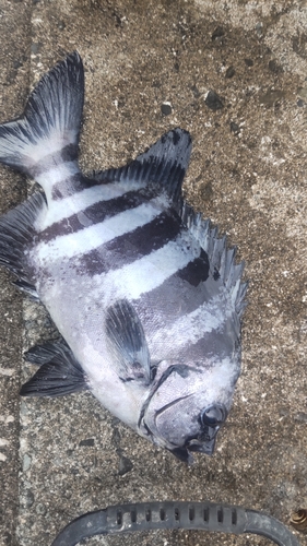 イシダイの釣果