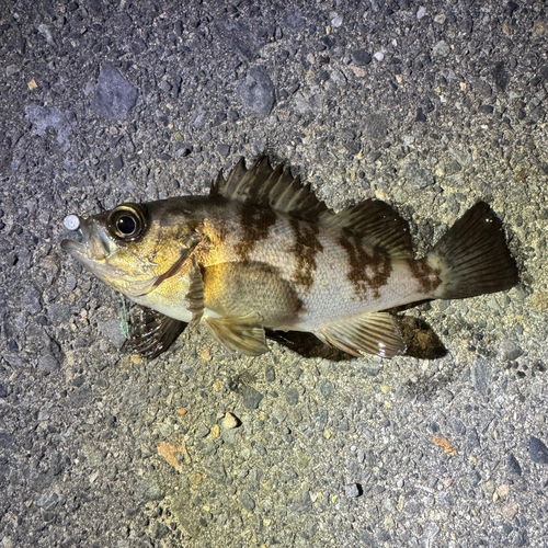 シロメバルの釣果