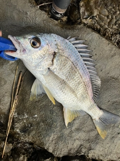 キビレの釣果