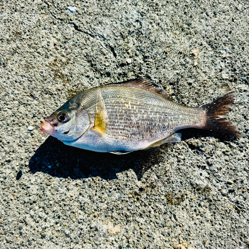 ウミタナゴの釣果