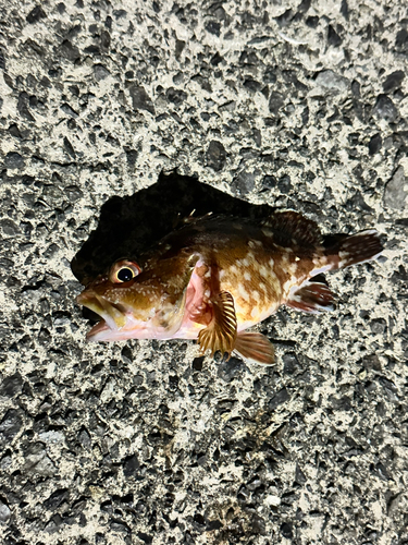 カサゴの釣果