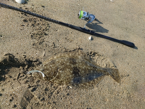 ヒラメの釣果