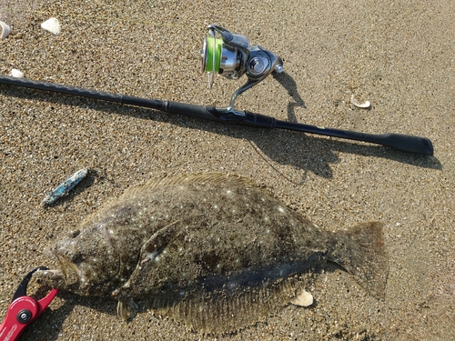 ヒラメの釣果