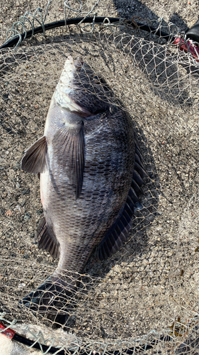 クロダイの釣果