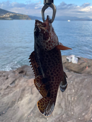 オオモンハタの釣果