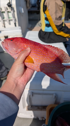 オジロバラハタの釣果