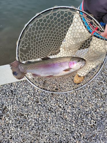 ニジマスの釣果