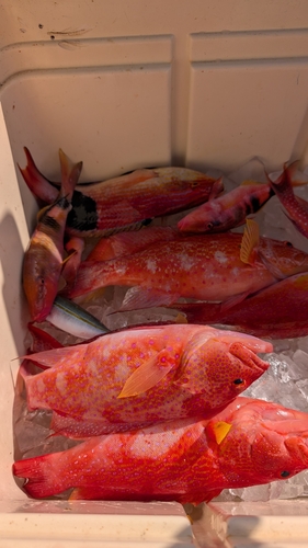 オジロバラハタの釣果