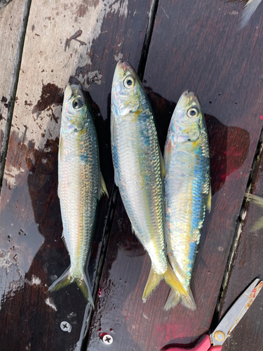 カタボシイワシの釣果