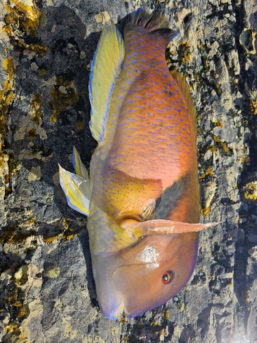 イラの釣果