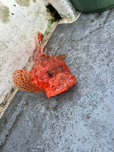 オニカサゴの釣果