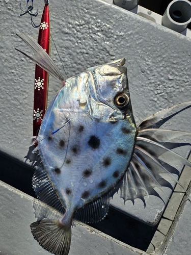 マトウダイの釣果