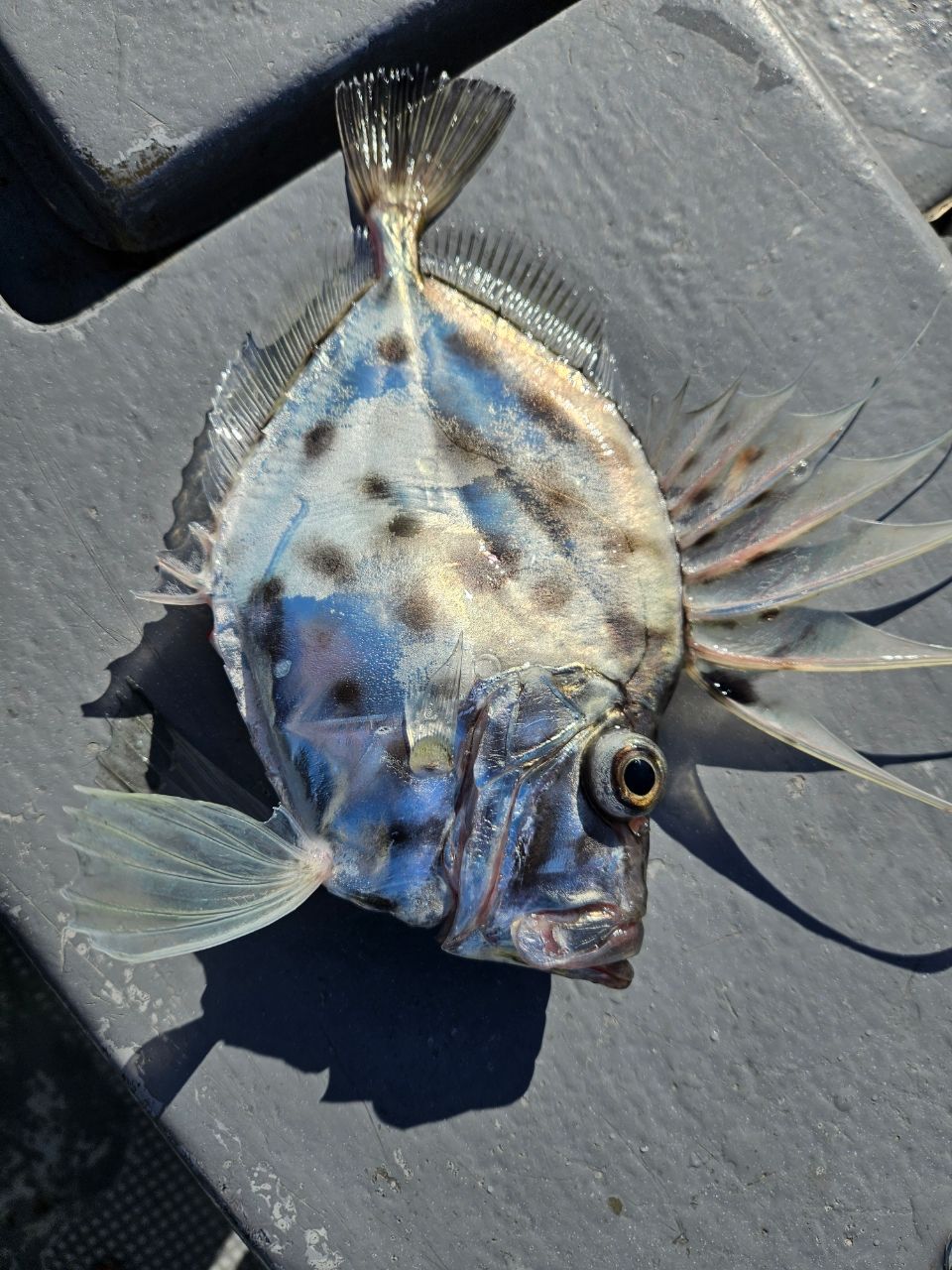 洋平たんさんの釣果 2枚目の画像