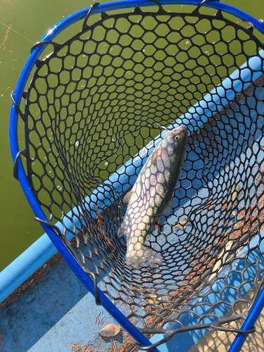 トラウトの釣果