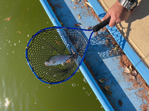 トラウトの釣果