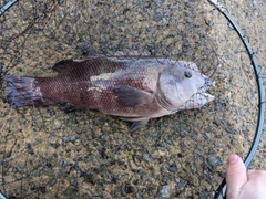 コブダイの釣果