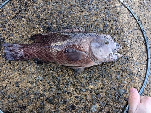 コブダイの釣果