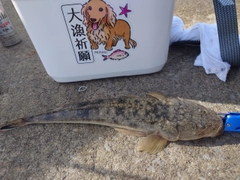 マゴチの釣果