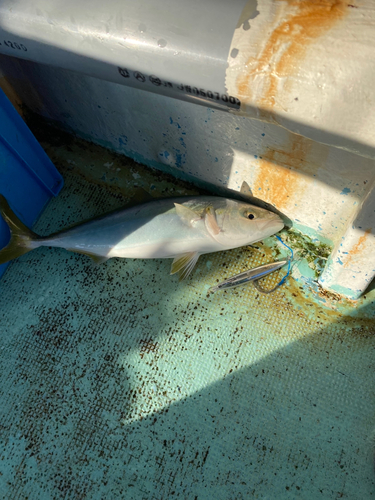 ハマチの釣果