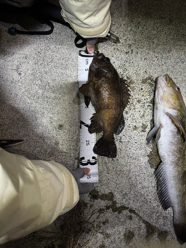 メバルの釣果