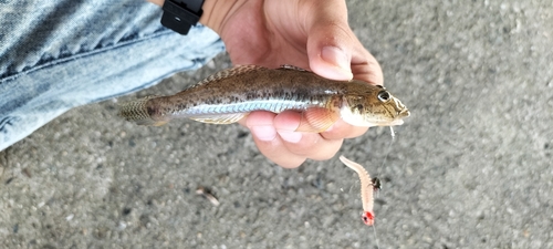 ハゼの釣果