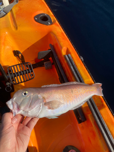 アマダイの釣果