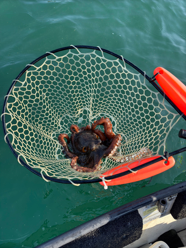 マダコの釣果