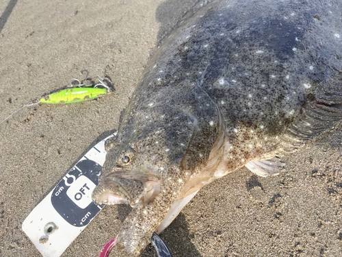 ヒラメの釣果