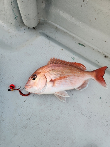 タイの釣果