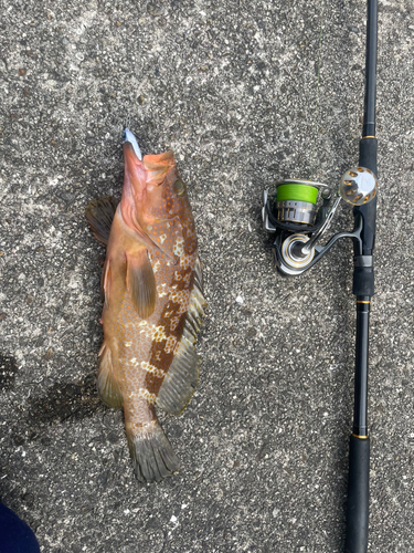 マゴチの釣果