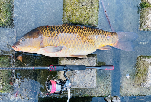 コイの釣果