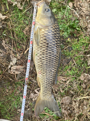 コイの釣果