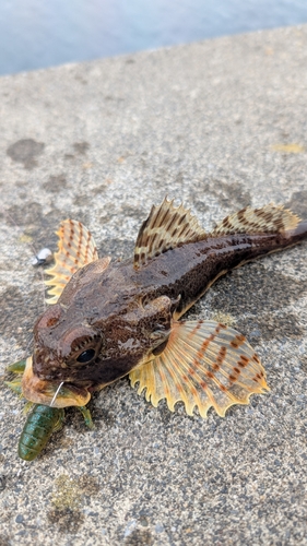 カジカの釣果