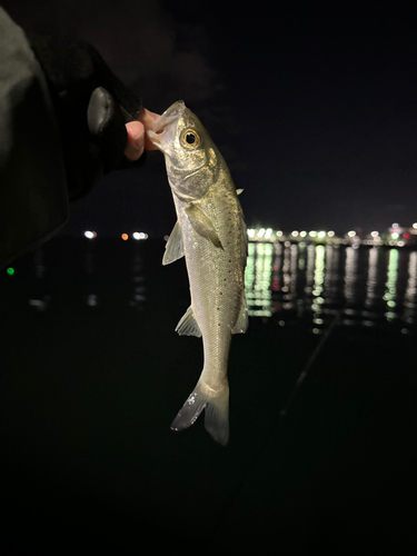 セイゴ（マルスズキ）の釣果