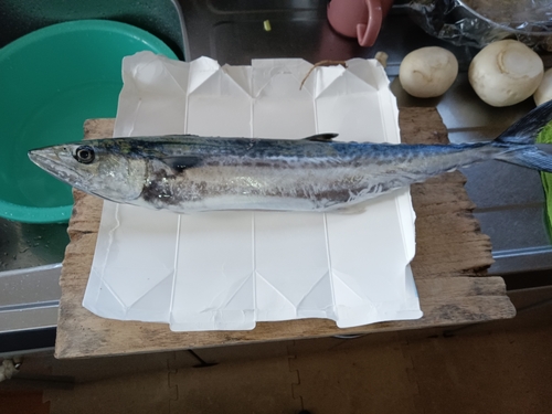 サゴシの釣果