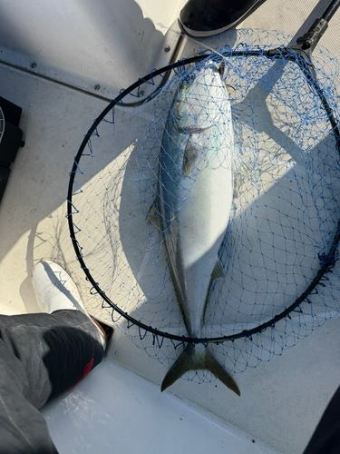 ブリの釣果