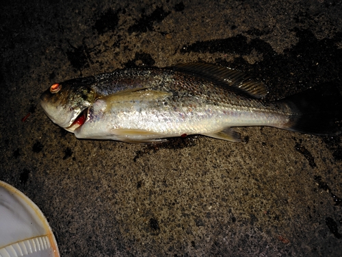 イシモチの釣果