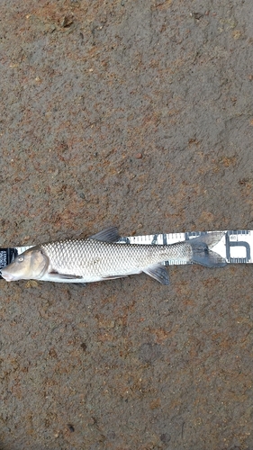 ニゴイの釣果