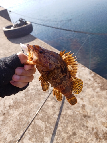 タケノコメバルの釣果