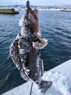 アイナメの釣果