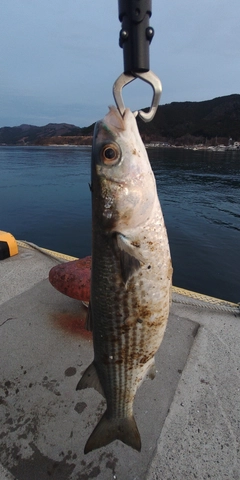 ボラの釣果