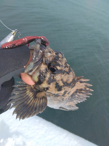 オウゴンムラソイの釣果